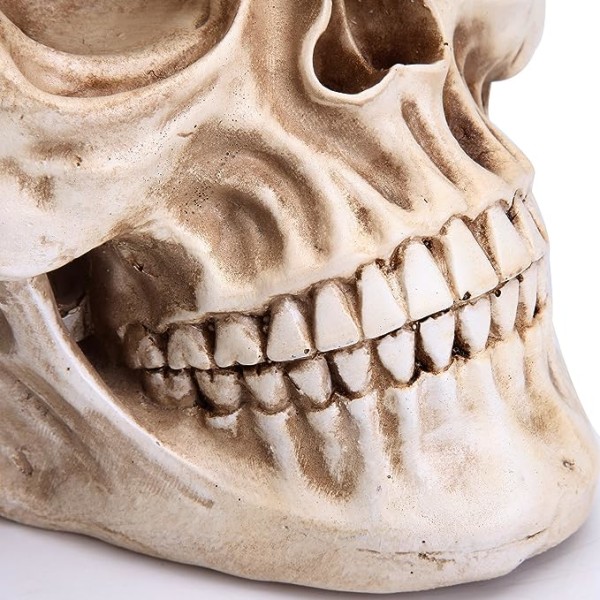 Human skull modell 1:1 reproduktion av riktig vuxen skalle modell teac