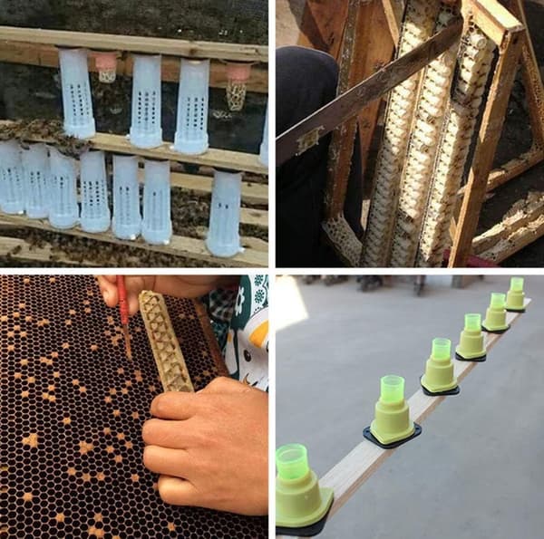 Bikupa Drottningbur Rearing Cup 20 Set Biodlingsutrustning Insekter T