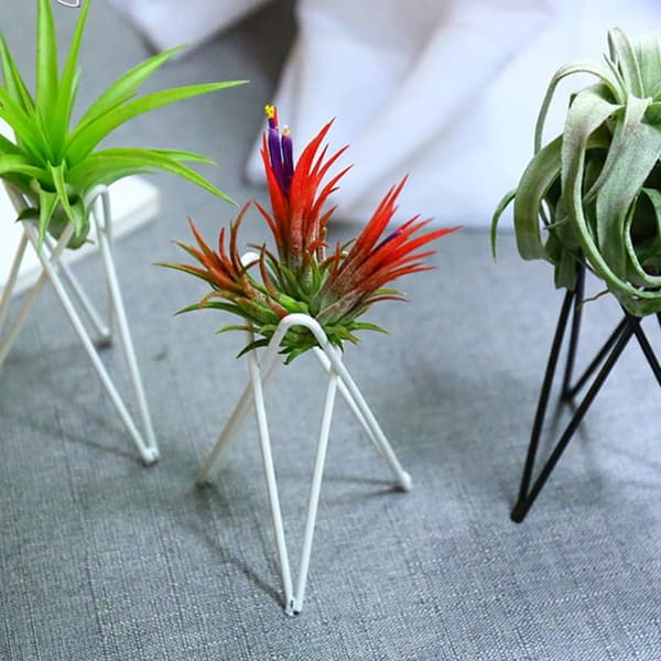 (Svart) 2-pack Luftväxtställ Tillandsia Bas Modern Geometrisk Metall