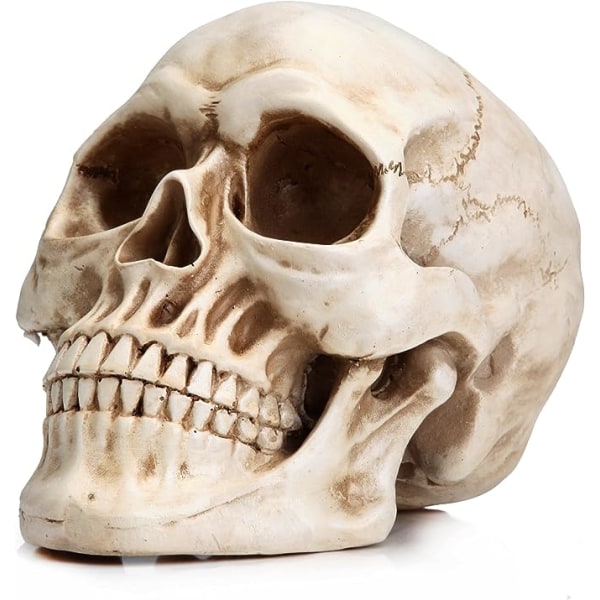 Human skull modell 1:1 reproduksjon av ekte voksen hodeskalle modell teac