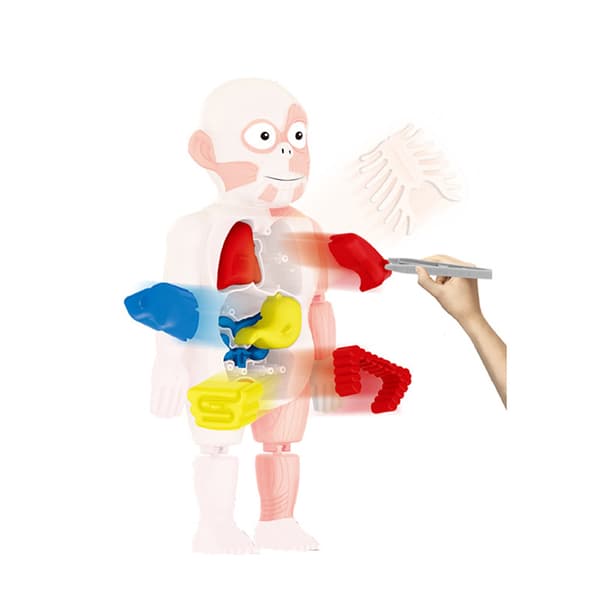 Barnens Vetenskapliga och Pedagogiska Människokroppsmodell DIY Montering