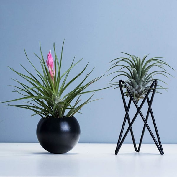 (Musta) 2 kpl Ilmakasvien Teli Tillandsia Alusta Moderni Geometrinen Metalli