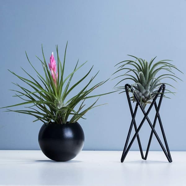 (Svart) 2-pack Luftväxtställ Tillandsia Bas Modern Geometrisk Metall