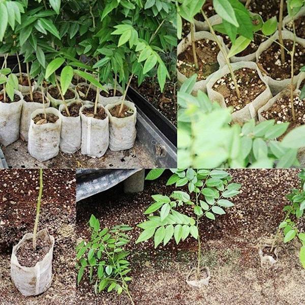 100 st Non-vävda Plantpåsar, Biologiskt Nedbrytbara Non-vävda Tygpåsar
