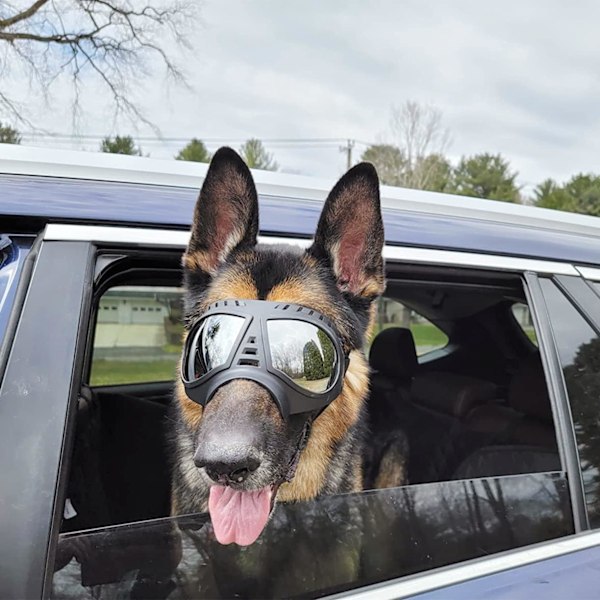 Anti-UV justerbar stropp myk ramme kjæledyr briller hund solbriller øyebeskyttelse (svart, 1 stk)