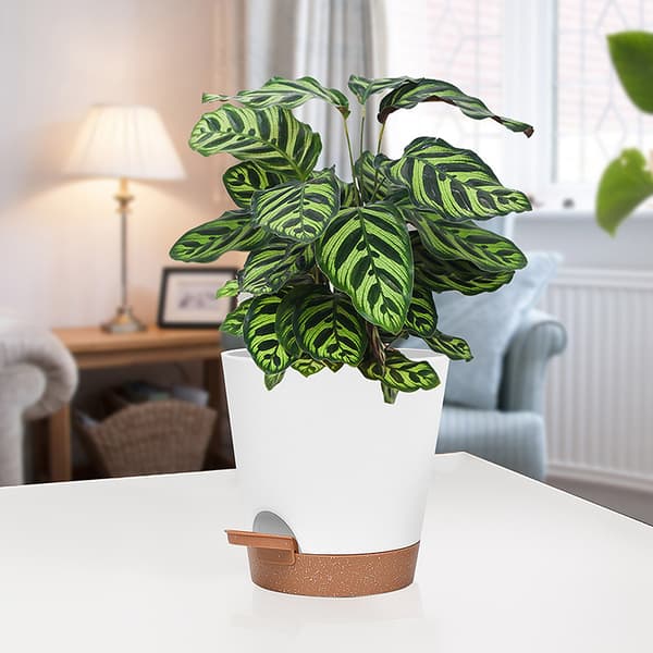 5 st Självbevattnande Plastblomkrukor 15cm, Bevattningssystem Flo