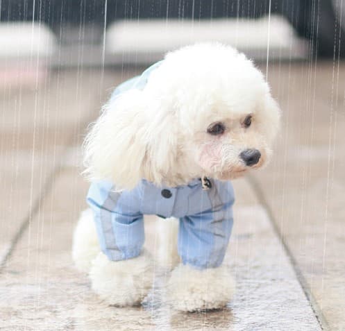 Blå regnfrakk for hund med fire bein, multifunksjonell for små og mellomstore hunder
