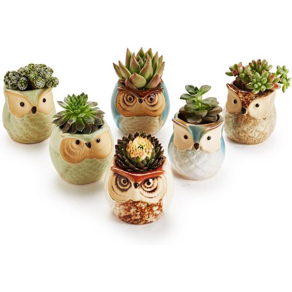 6 stycken 2,5 tum uggla tumkruka suckulent planter stengods Breat