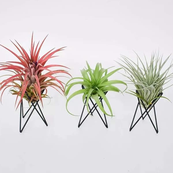 (Svart) 2-pack Luftväxtställ Tillandsia Bas Modern Geometrisk Metall