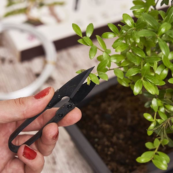 Sett med 5 Bonsai-sakser - Stål Bonsai-verktøy - Hage - Bonsai Sh