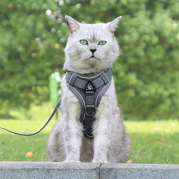 Hundeforbrystsele med snor Sm
