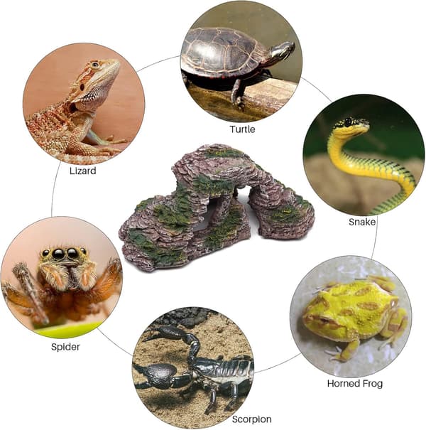 Reptilskjulested, skjeggagam, gekko, slange skjulested, repti