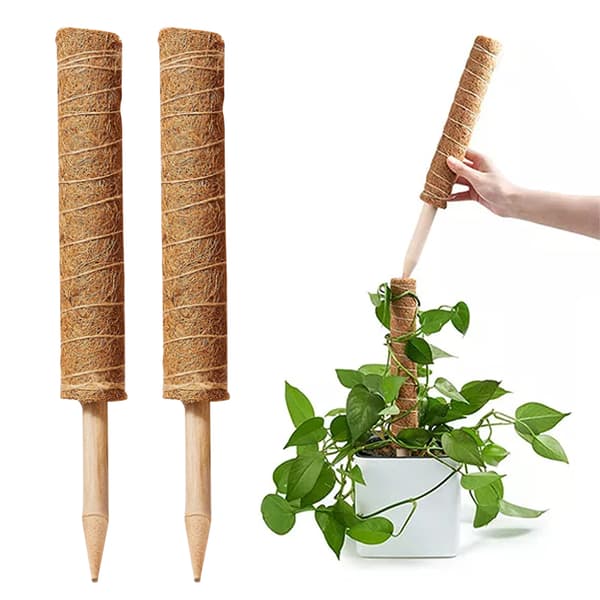 Kasvien kiipeilytolppa monstera-tuelle puutarhanhoitoon kookospähkinästä