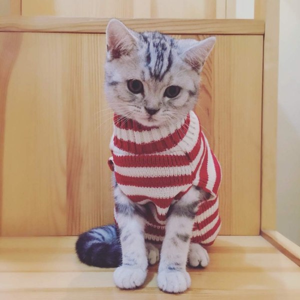 Katttröja Jultomte Husdjur Katt Vinter Stickad