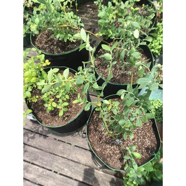3 st. Non-woven Planteringsväskor 45 liter Höjd 40 cm Plantering DXGHC