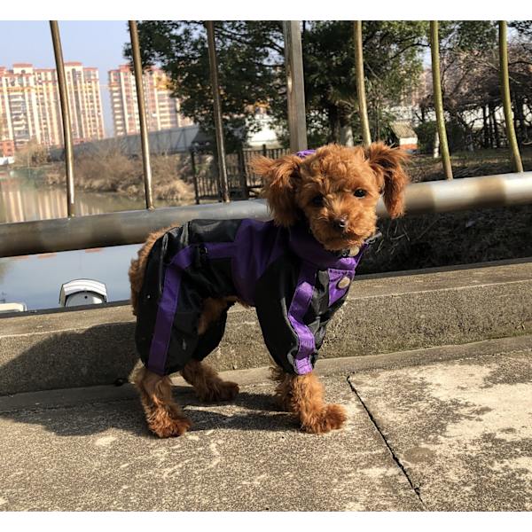 Middels Hund Regnjakke Lilla Regnjakke Hund Regnjakke med Justerbar