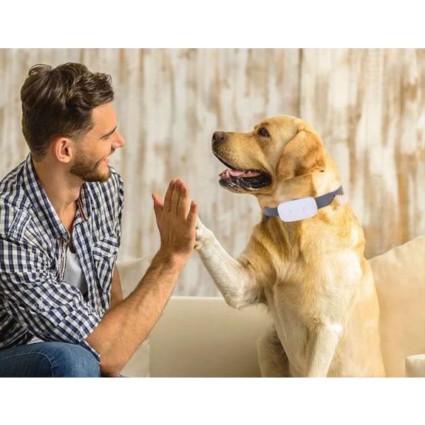 1 Styck Black Dog Trainer Fjärrkontroll Elektronisk halsband Hund Tr