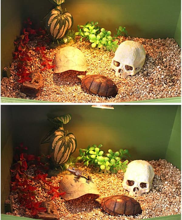 Skjoldskildpadde-skjulested for reptiler terrarium med gjemsel