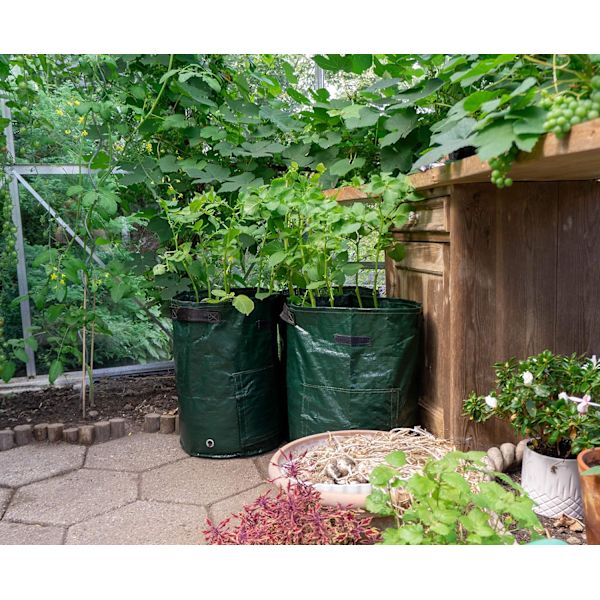 4-pack 10-gallon Potatisodlingsväskor Gröna Polyeten Trädgårdsplan