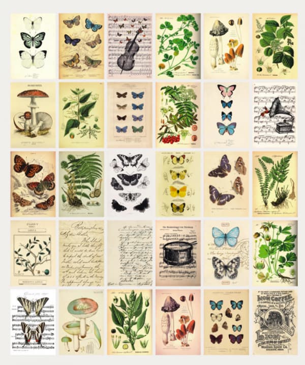 Postkortsett: 30 Vintage Stil Botaniske, Natur og Mayfly Post