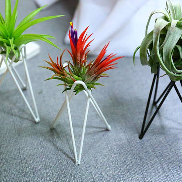 （Hvid）2 stk. Luftplante Stativ Tillandsia Base Moderne Geometrisk Metal