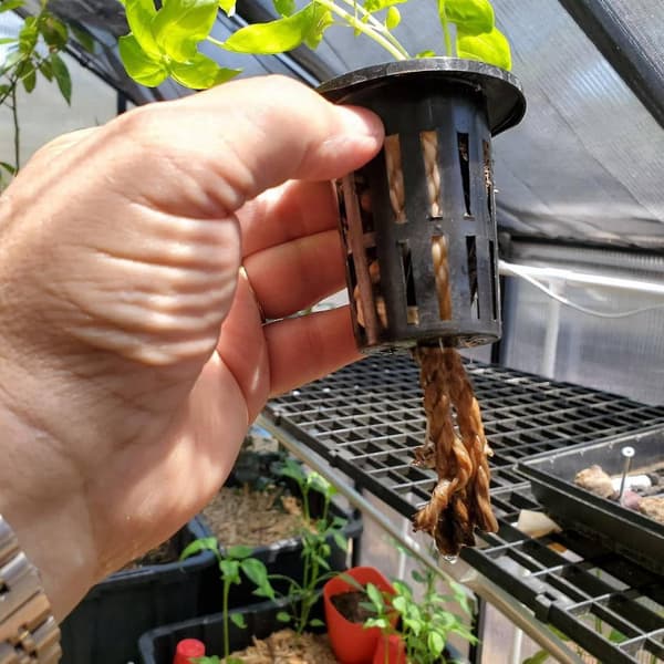 100 Påsar 6 cm Kopp Slitsad Mesh Bred Kant Filter Växt Mes DXGHC