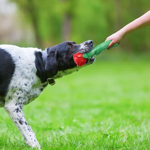 Hunde Tyggelegetøj, Holdbart Hunde Legetøj til Aggressive Tyggere, Fortryllet