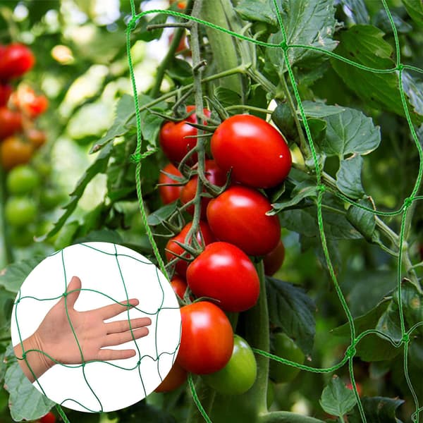 Plante Klatrenet, Grøn Have Tomat Passion Fruit Drue Si