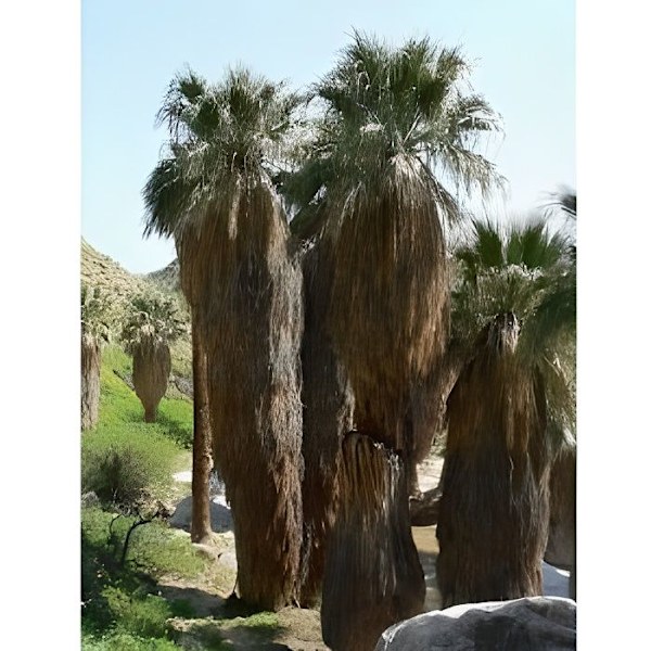 Washingtonia filifera kalifornialainen palma 50 g…