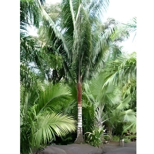 Palme Dypsis malcomberi - Lot af 50 frø - Solbeskyttelse - Brug i krukker og potter - Grøn farve