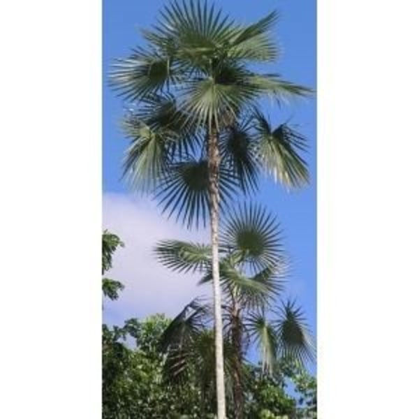 Coccothrinax argentea frø - Pakke med 50 - Palme til krukke og potte