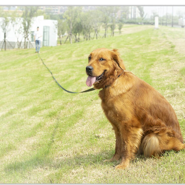 Hund/valp Lydnad Recall Training Agility Training koppel, förlängt rep för träning. Spela