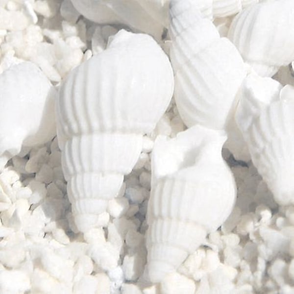 3 X 100 stykker Lille smuk Top Sjælden ægte Sea Shell Conches julegave