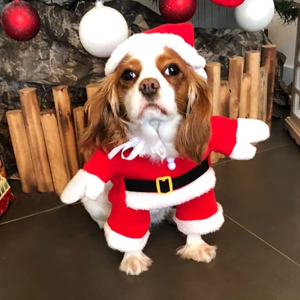Julehundekostyme Julekjæledyrklær Vinterhettejakke