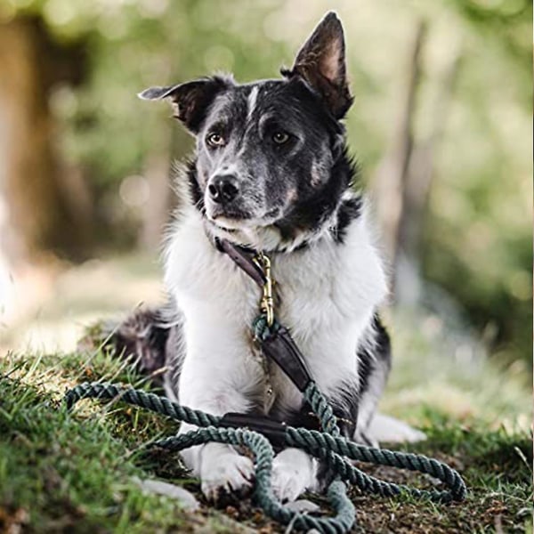 Vevd bomullsbånd for en rekke hundetrening, turgåing, fotturer