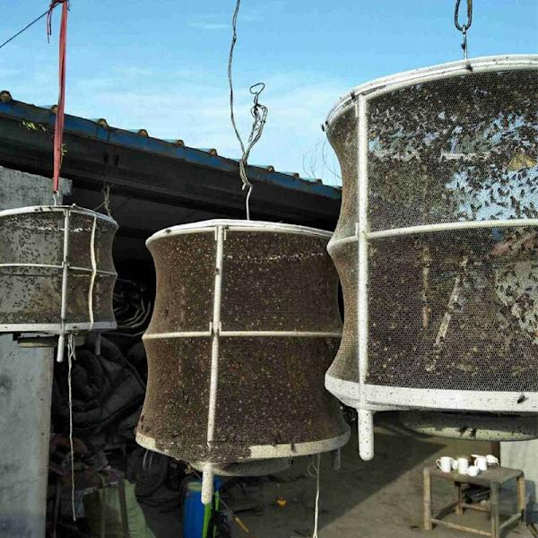 Den effektiva fällan av utomhusflugfångarburnätet är flugor och myggor