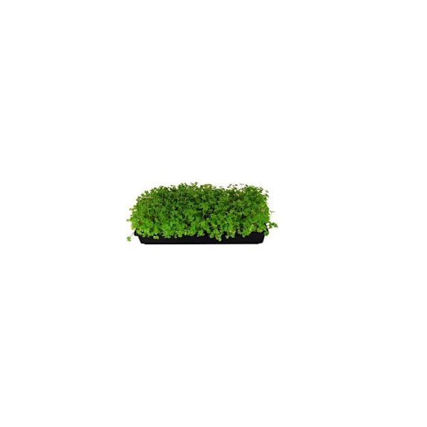 Pak holdbare sorte plastik plantebakker (ingen drænhuller) 54 cm x 28 cm - blomster, frøplanter