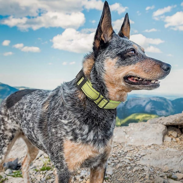 Justerbart hundehalsbånd, sterke og slitesterke kjæledyrtreningsbånd for små, mellomstore og store hunder