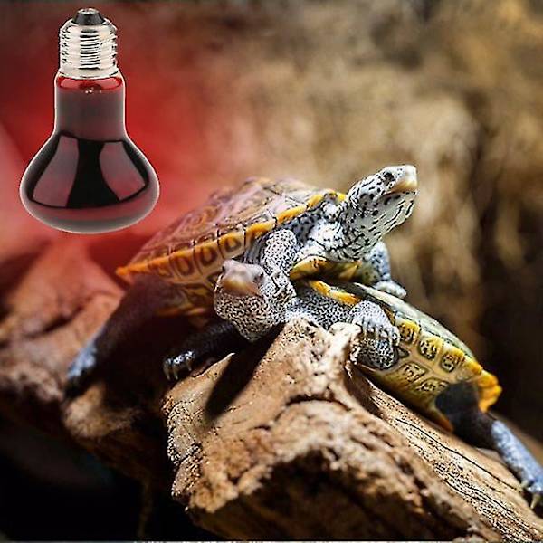 Krybdyrskildpadde Amfibie Night Light Infrarød Lampe