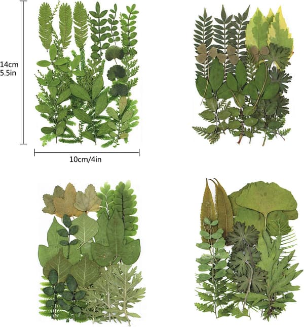 4-pack torkade pressade löv Herbarium växtblad mix äkta