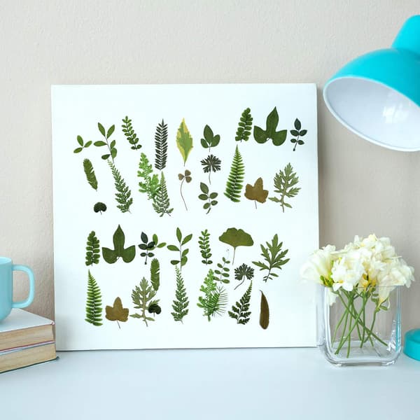 4-pack torkade pressade löv Herbarium växtblad mix äkta