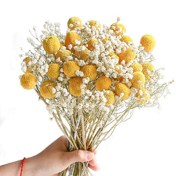 30 st torkade Craspedia-blommor Billy Button Balls Blombukett Konstgjord Silkesgul Blombukett För DIY Blomsterarrangemang Bröllopsfest Hemmakontor