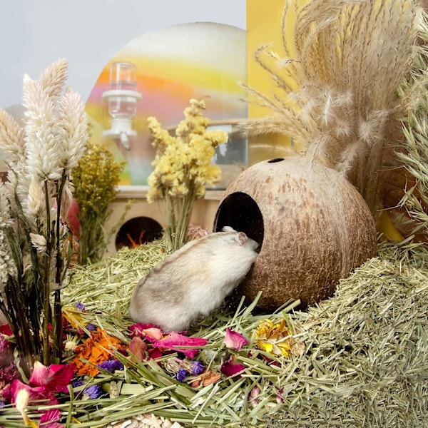 Kokosnøtthule Hamsterhus Seng for Gerbils Mus Smådyr Bur Habitat Dekor Brown