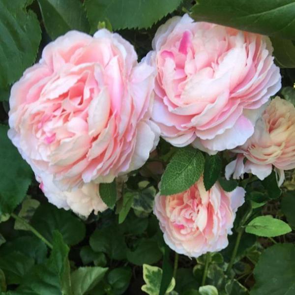 2x 3 Hoder Kunstige Peoner Bukett Silkeblomster Brudesbukett Høst Levende Kunstige Blomsterpinn