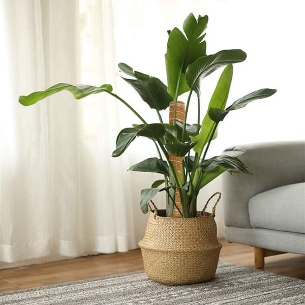 Växtmossstöd, förlängningsbart till 80 cm, för Monstera, Pothos, 2 delar, 50 cm