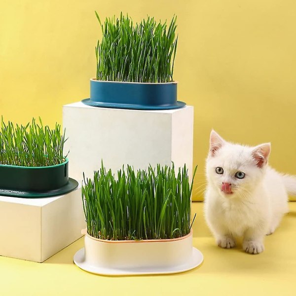 3 stk Kategræsplantebakke, Plastic Catnip Kattegræskasse, Jordfri Katteplante Plantekasse Planteskole Katteplante