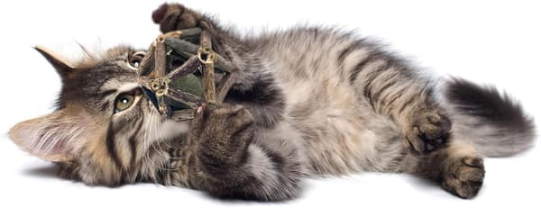Katteniplegetøj til katte Kattelegetøj Katte tyggelegetøj Rengøring af tænder Mo