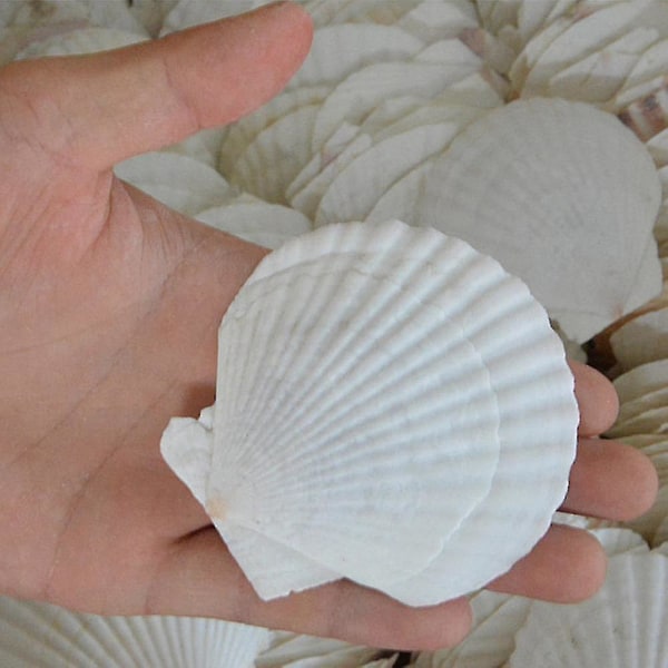 25 kpl Natural Scallop Shell, erikoiskäsintehdylle itsetehdylle värityskuorelle