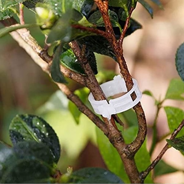100-pack Trädgårdsväxtklämmor, för att binda växter Vinrankor Spaljéburar Vingrönsaksympningsverktyg för att odla friskare raka växter