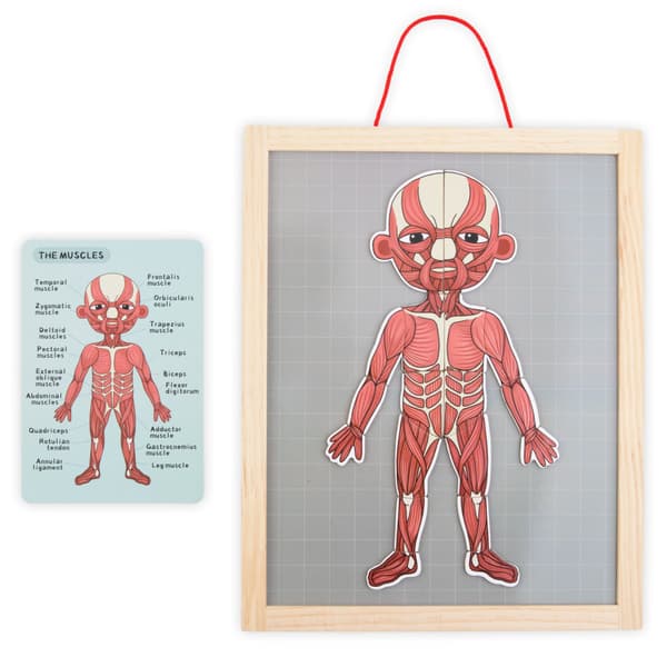 Magneettinen palapeli - Anatomian oppiminen - Ihmiskeho